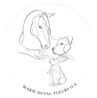 Logo sans fond et sans texte_