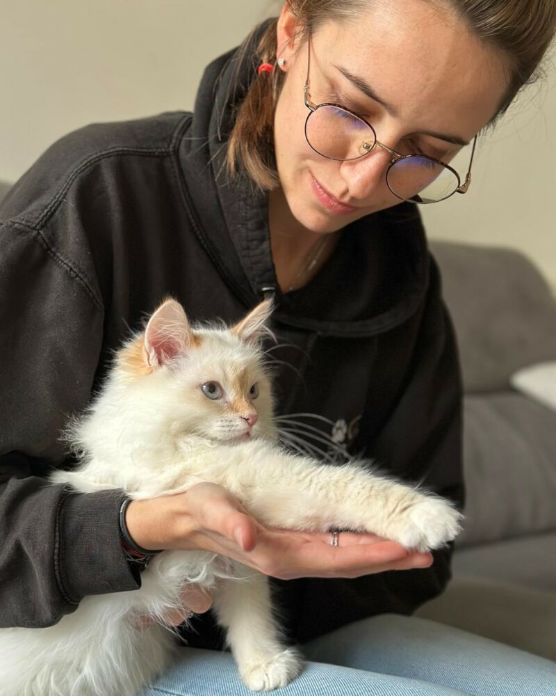 Chaton Victoria recentré